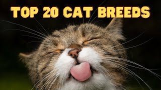 Top 20 Cat Breeds  A List of the Most Popular Cat Breeds [upl. by Dacia]