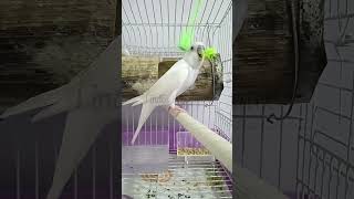 Cuando no puedo dormir me pongo a entrenar mis reflejos 🐦 parrot viralvideo [upl. by Atenaz307]