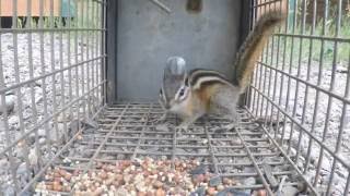 Trapping a chipmunk [upl. by Dawkins]