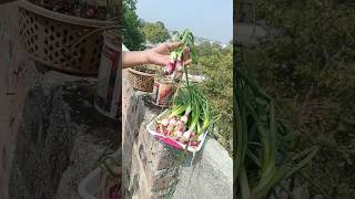 Onion Harvesting 😍🌱🌰 indianfarmer gardening indiangardeners cementplanter phoolpatte shorts [upl. by Lateh]