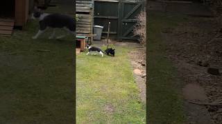 CAT ATTACKED BY RABBITS [upl. by Ashti946]