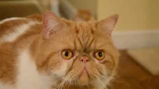 Exotic Shorthair Cat meowsat the end [upl. by Aroda]