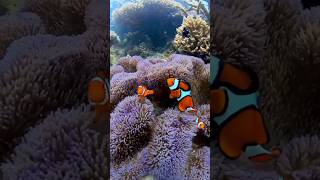 Clownfish 🥰🥀😘❤️ clownfish clown clowns clowncore clowning clownbreeding [upl. by Nylaehs724]