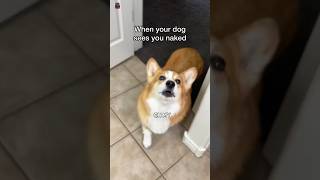 Corgi gets traumatizedHammyandOlivia aguyandagolden EllieGoldenLife [upl. by Rube]