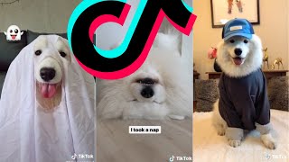 Most Amazing Samoyed TikTok Compilation 2021  Dogs Of TikTok [upl. by Yssirc]