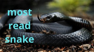 9 most venomous snakes in the world [upl. by Eiveneg]