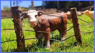 Fazenda de Brinquedo O TOURO HEREFORD FICOU PRESO NA CERCA E MUITO MAIS [upl. by Amiaj]