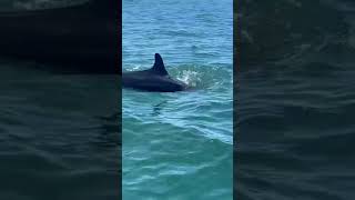 False killer whales Pseudorca crassidens Monos Island DDI Trinidad 1042024 Video 5 [upl. by Lesab]