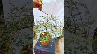 Ulmus Micro variegata ChineseElmtree bonsai training pruning ulmusMicro variegata ChineseElm 1 [upl. by Meikah]