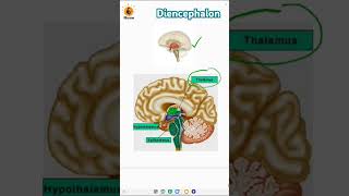 Diencephalon  Thalamus  Epithalamus  Hypothalamus  Pineal  Pituitary [upl. by Ylac850]