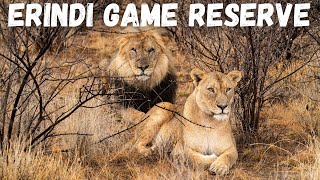 Erindi Game Reserve in Namibia  Best Wildlife Sightseeing in Namiba 🇳🇦 [upl. by Nannek]