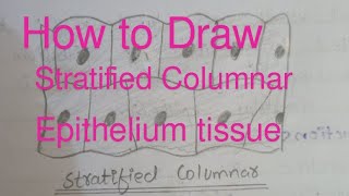 How to draw stratified columnar epithelium tissue very easily [upl. by Edniya]