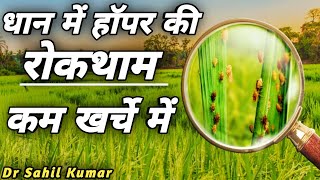 how to control brown plant hopper in rice field।paddy bph symptoms and management।life cycle of bph। [upl. by Riebling368]