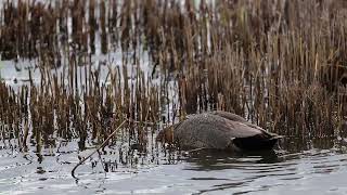 Gadwall [upl. by Ark]