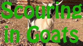 Causes of Scouring Diarrhea in Goats [upl. by Hannan]