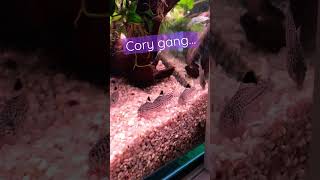 Corydoras Julii gang terrorizes my tank  shorts [upl. by Biamonte]