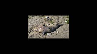 Dead birds and a seal Reighton sands beach Filey Disgusting [upl. by Anilram674]