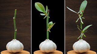 This magical garlic can revive orchid roots immediately and easily [upl. by Anahsohs582]