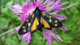 Zygaena transalpina tilaventa mit gelber abflava Eine Fotoschau von Karin und Wolfgang Schmökel [upl. by Acnaiv]