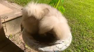 Random Potbelly pig shows up and Jynxi the Pekingese takes a bird bath [upl. by Papp]