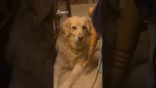 Yearend eval Lunac goldenretriever funny dog [upl. by Stanford]