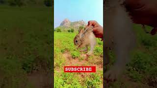 rabbit farming agriculture farmer rythubidda AKRFARMS [upl. by Namyw569]