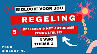 5 vwo  Regeling  5  Reflexen amp het autonome zenuwstelsel [upl. by Fawn]