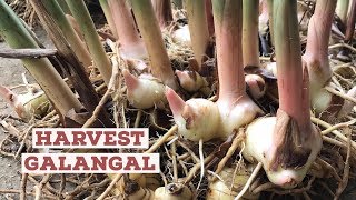 How to Harvest Galangal [upl. by Alim134]