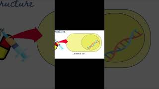 Metronidazole  Flagyl  Mechanism of Action  Pharmacology [upl. by Ramaj]