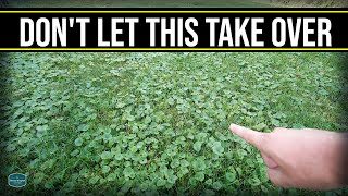 This Will Take Over Your Lawn  Get Rid Of Creeping Charlie Ground Ivy Wild Violet [upl. by Buna]