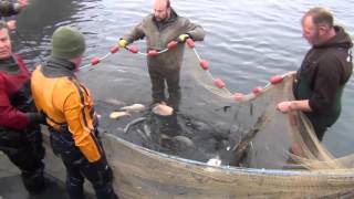 Premium Carp Fishing  Netting a Stock Pond [upl. by Simona211]