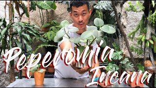 Peperomia Incana Care and Propagation [upl. by Cohette]