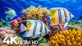 Marvel at Sea Animal in The Best 4K ULTRA HD Aquarium Dive Into The Mesmerizing Underwater Realm 6 [upl. by Alaj]