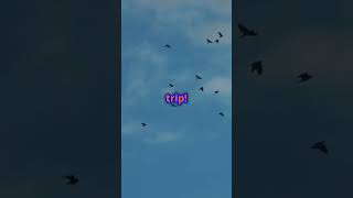 Why Do Birds Migrate Uncover Their Incredible Journey in 60 Seconds2 [upl. by Gearard]