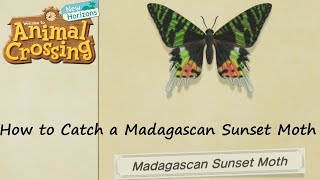 Animal Crossing New Horizons  How to Catch a Madagascan Sunset Moth [upl. by Range519]