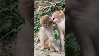 Monkey Kiss 🐵🐵 shorts fun comedy [upl. by Ruthanne]