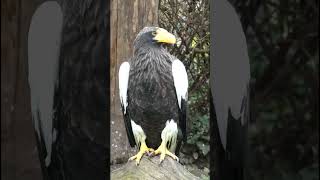 Haliaeetus pelagicus Close up Riesenseeadler Großaufnahme Zoo Heidelberg [upl. by Melquist515]