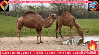 viralvideos Camels are mammals with long legs a biglipped snout and a humped back [upl. by Linden118]