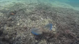 Flying Gurnard Dactylopterus volitans [upl. by Nauqit]