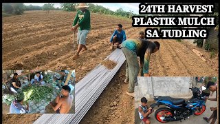 24TH HARVEST SA OKRA PAGLALAGAY NG PLUSTUC MULCH PINA COATING NATIN SI SNIPER [upl. by Arley]