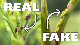 This Plant FAKES an Aphid Infestation [upl. by Uyr]