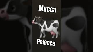 Mucca polacca kesfet cow [upl. by Hamon128]