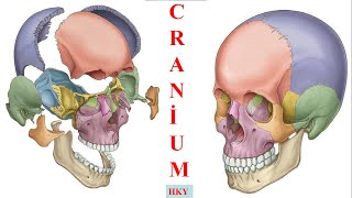 4 Neurocranium1 os frontaleos parietale os occipitale [upl. by Scribner]