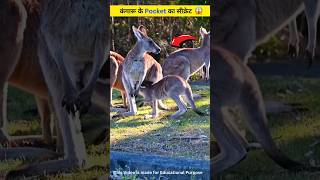 कंगारू Kangaroo के Pocket का सीक्रेट shorts [upl. by Lasyrc]