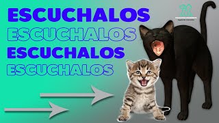 GATOS MAULLANDO compilación de los maullidos más asombrosos [upl. by Molton]