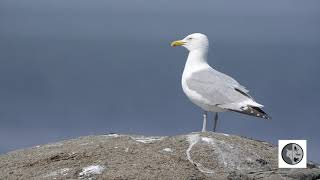 Cri du Goéland argentéCall of the Herring Gull [upl. by Sokim]