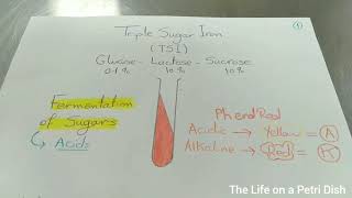 Episode 14 Identification of Gram Negative Bacilli [upl. by Ekrub553]