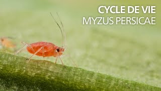 Cycle de vie Myzus persicae [upl. by Venn]