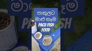 Pacu fish food පාකුලට මාළු කෑම 😍 [upl. by Fillender]