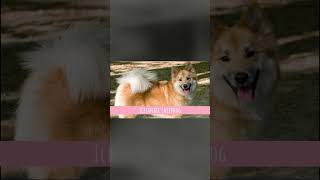 ALL Spitz Dog Breeds [upl. by Eus939]